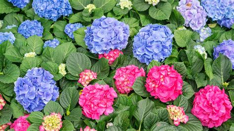 Hortensias azules, blancas y rosas: de qué depende su color y cómo ...