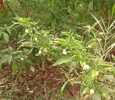 TNAU Agritech Portal :: Crop Protection