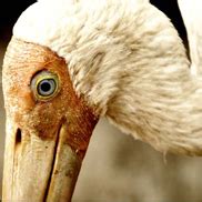 Capture an Artistic Bird Photography | ICAT Blog