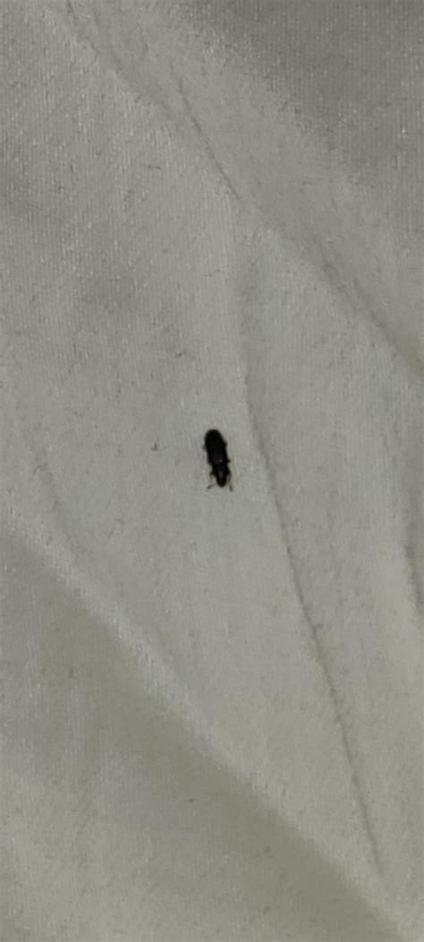Keep finding little black beetles in bed : r/Bedbugs