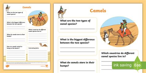 Camel Fact File Template (teacher made) - Twinkl