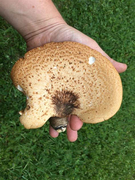 Foraging Pheasant Back Mushrooms (Cerioporus squamosus)