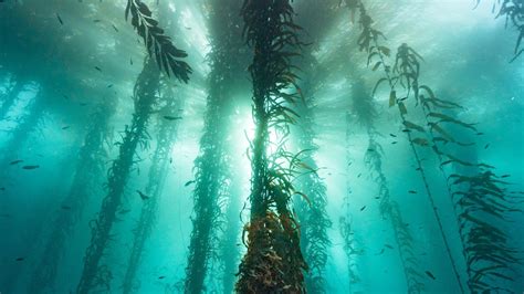 30 Minutes Of Cold Water Magic In A Monterey Bay Kelp Forest | Relax ...