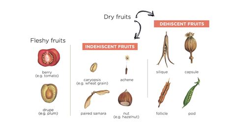 Classification Of Fruit In Botany at Dakota Bunce blog