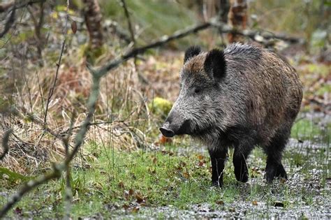 « C’est un fléau » : la prolifération des sangliers devient une ...