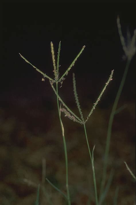 Cynodon dactylon (L.) Pers. | Plants of the World Online | Kew Science