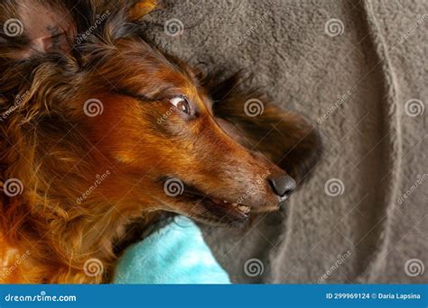 Portrait of Red Dachshund Close Up, Adorable Long Haired Wiener Dog ...