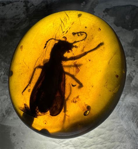 100 Million Year Old Insect | Burmese Amber Fossil
