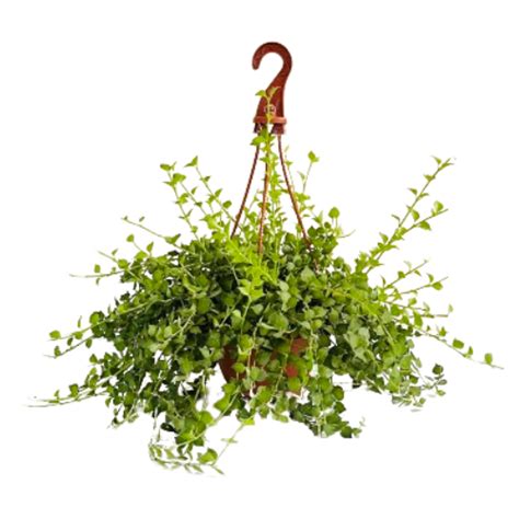 Dischidia Hanging Plant With Pot – Hug A Plant