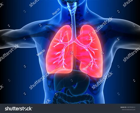 Image result for Lung Segmentation Using CNN