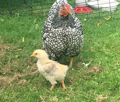 French Wheaten Marans chick - Boy or Girl? | BackYard Chickens - Learn ...