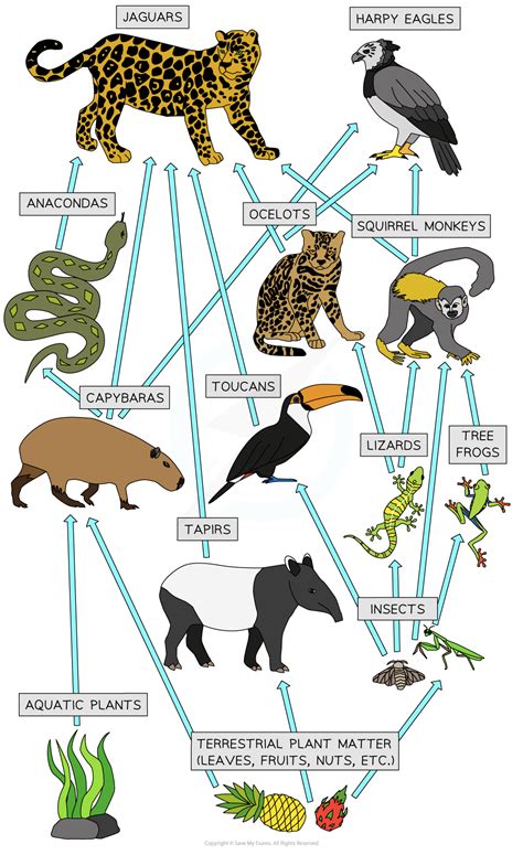 Tropical Biome Food Web