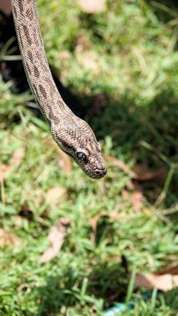 Image result for Rarest Python