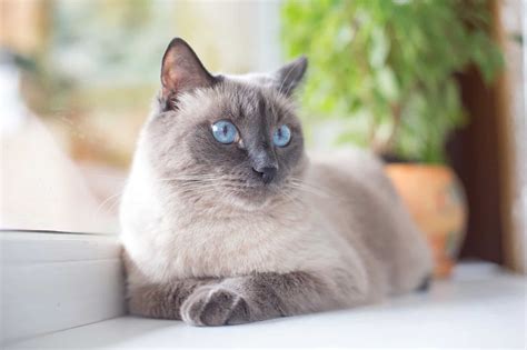 7 Grey Cat Breeds With Blue Eyes You'll Love (With Pictures)