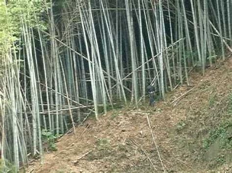 竹藪伐採 - YouTube