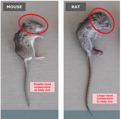 Rat or mouse? • Predator Free Wellington