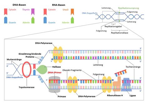 Image result for DNA Formation Process