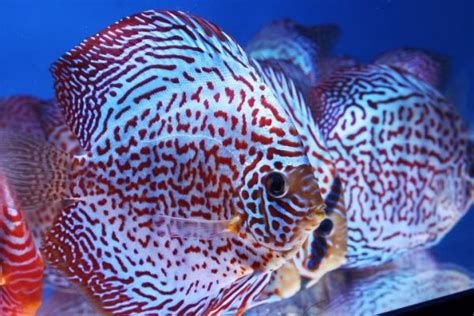 Image result for Red Leopard Discus