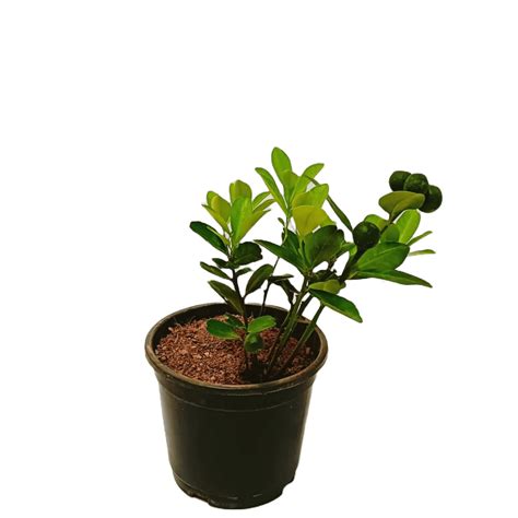 Buy Chinese Orange Plant Online | Manbhawan Nursery
