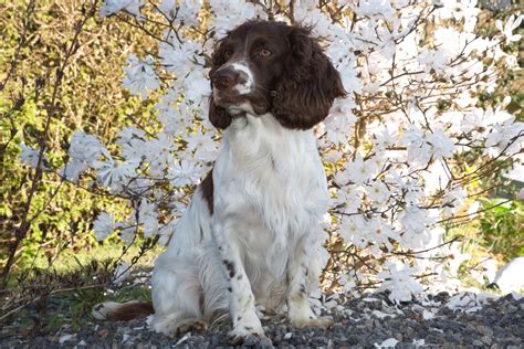Image result for Springer Spaniel Dogs
