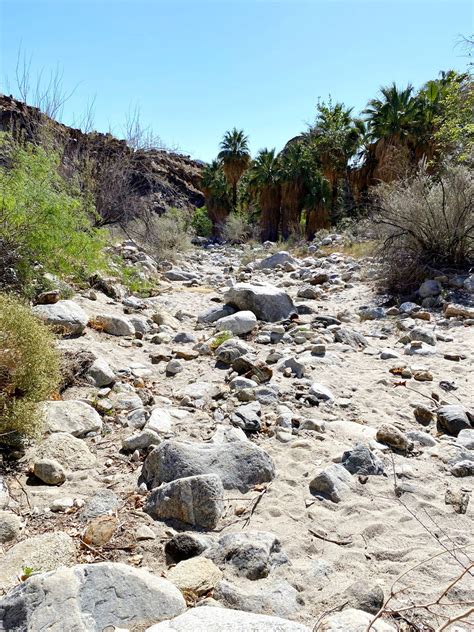 Hiking the Andreas Canyon Trail in Palm Springs [Complete Hiking Guide]