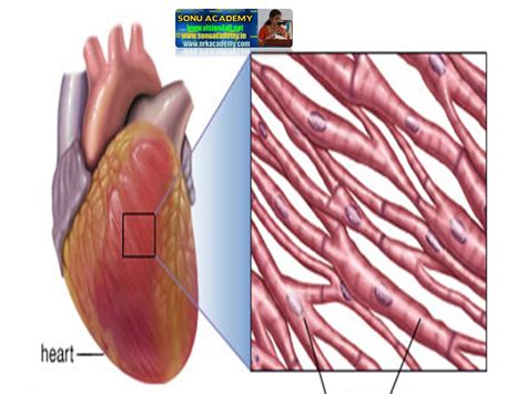 SONU ACADEMY: MUSCLE TISSUE - TEXT