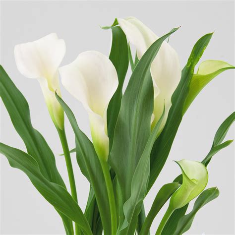 Buy Calla Aethiopica (Zantedeschia) Zantedeschia, Zantedeschia ...