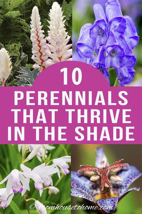 Shade Loving Plants For Maine at Helene Winkleman blog