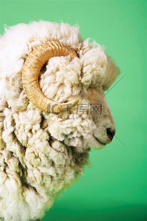 头部绿色背景侧视图上的公羊高清摄影大图-千库网