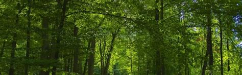 Insect attacks affected 142 mn ha forest between 2003 and 2012: Report