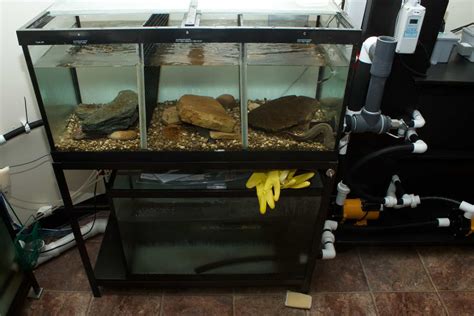 Freshwater Aquarium Sump: Guide for Effective Filtration