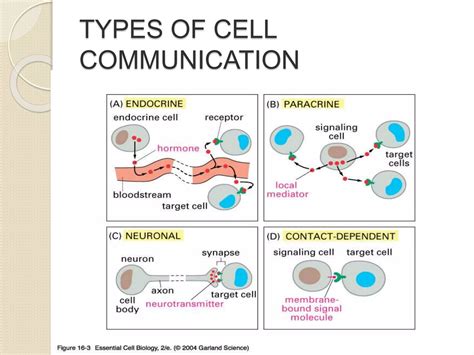 Cell Communication Concept Map 的图像结果
