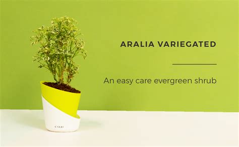 Kyari Aralia Variegated Indoor Plants for Living Room | Live Plants ...