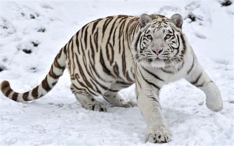 Snow Tiger Wallpaper - WallpaperSafari