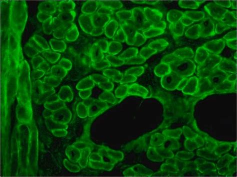 ヒドラジン 一水和物 SAJ first grade, ≥98.0% | Sigma-Aldrich