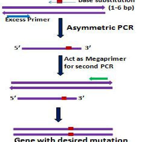 Image result for Two-Step RT-PCR Run