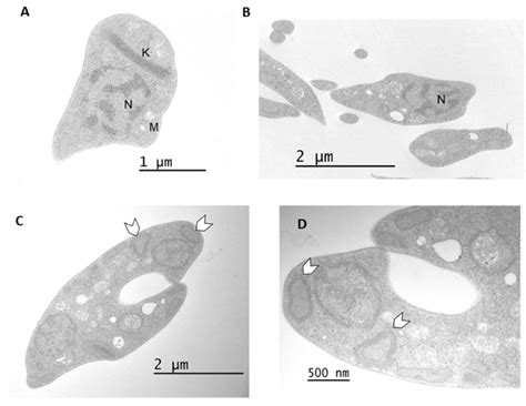 Trypanocidal and Anti-Inflammatory Effects of Three ent-Kaurane ...