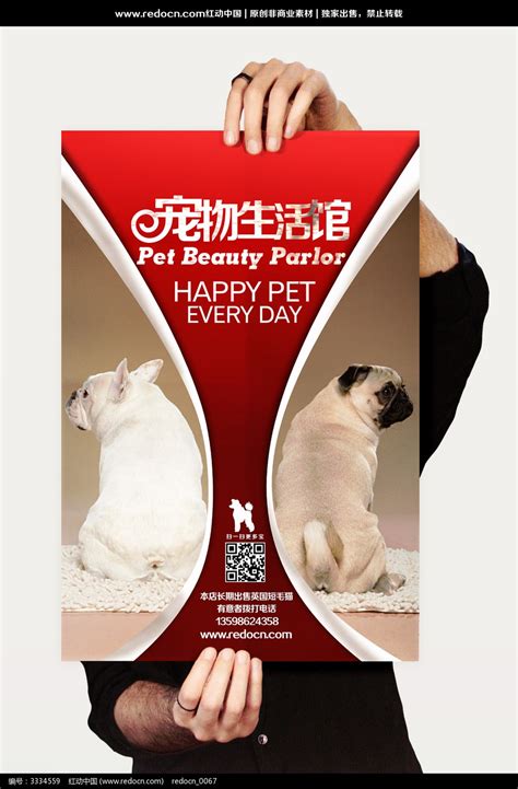 宠物店海报设计_红动网