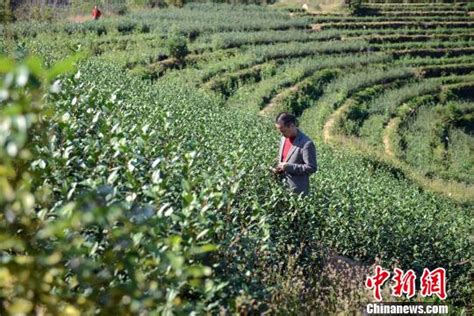 鼓钱袋更要护生态 “中国茶叶第一镇”构绿色茶业|茶树|采摘_凤凰资讯