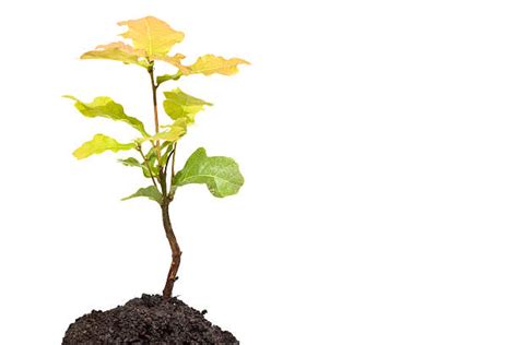 Image result for Small Oak Tree Sapling