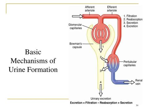 PPT - Urine Formation by the Kidneys: I. Glomerular Filtration, Renal Blood Flow and Their ... - mechanism of urine formation ppt