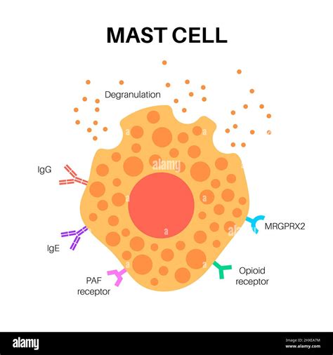 Mast Cell Degranulation And Synthesis
