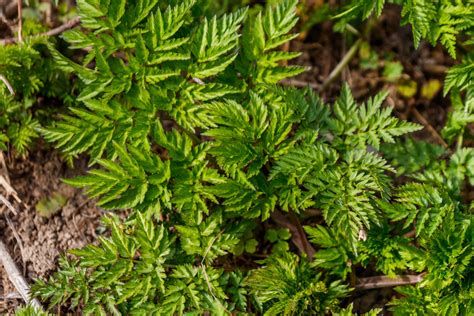 Managing poison hemlock - Tree Topics