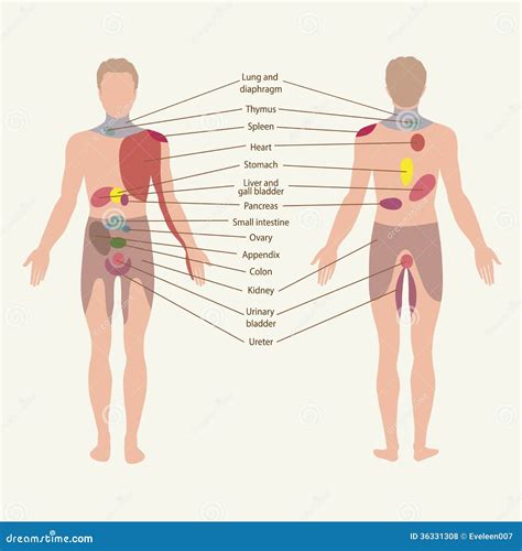 Liver Pain Location Diagram
