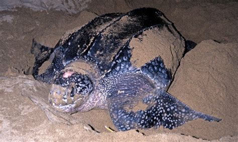 Sea Turtle Types 的图像结果