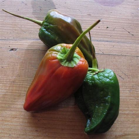 Chile Ancho / Poblano Pepper (Capsicum anuum) seeds