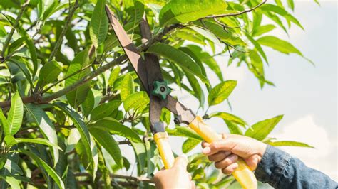Image result for Mango Tree Pruning Machine