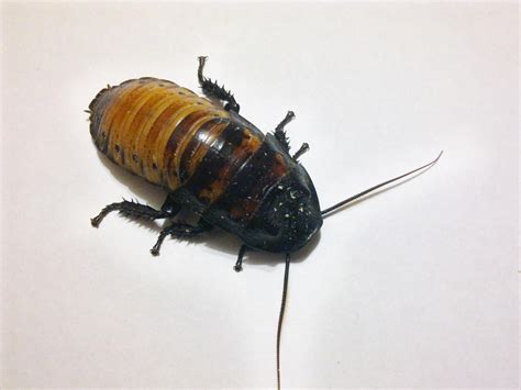 Madagascar Cockroach Dissection 的图像结果