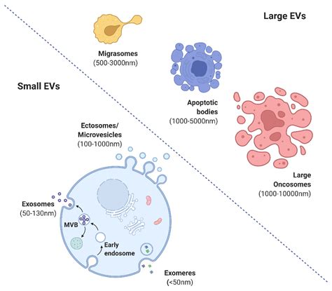 Mesenchymal Stromal Cell-Derived Extracellular Vesicles in Wound Healing