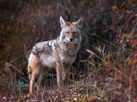 Coyotes in South Carolina: Population, Common Locations, Hunting Rules ...